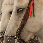Mi Casa Es Su Casa דירה בובר
