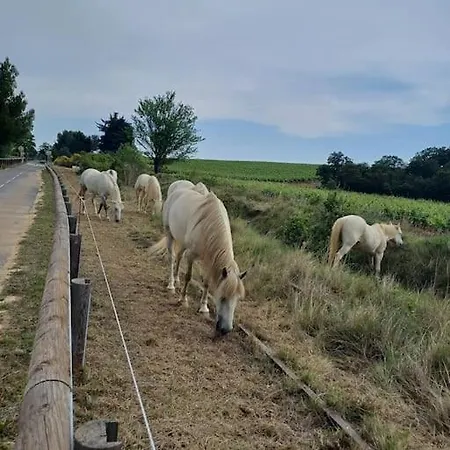 Mi Casa Es Su Casa * Vauvert
