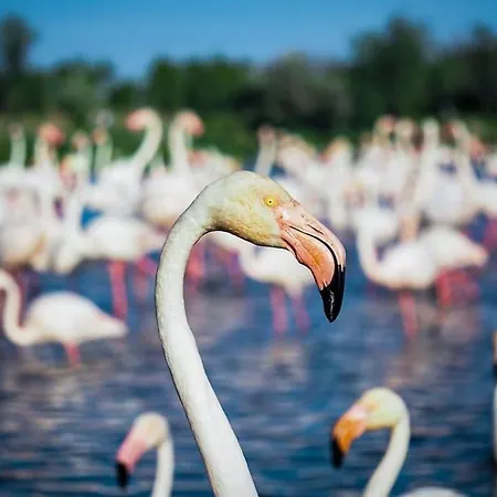 Mi Casa Es Su Casa *