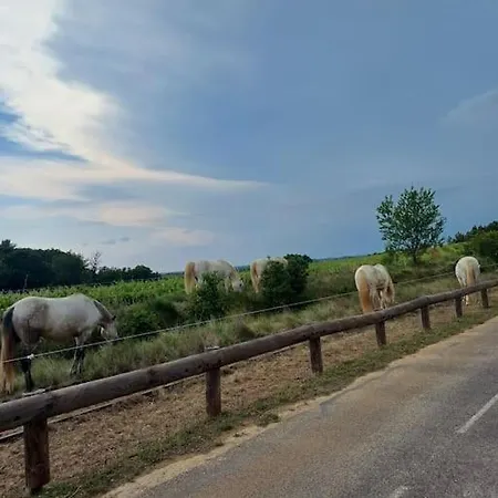 Mi Casa Es Su Casa Lejlighed