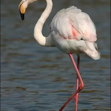 Mi Casa Es Su Casa * Vauvert